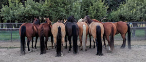 The Tail Boot